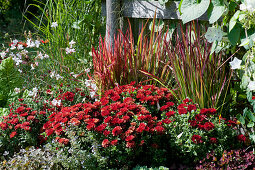Autumn chrysanthemum Dreamstar 'Zelos', Japanese red grass 'Red Baron' and Lindheimer's beeblossom