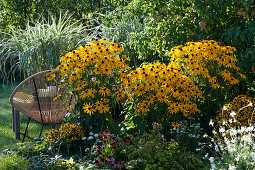 Sitzplatz neben Staudenbeet mit Sonnenhut 'Goldsturm' 'Little Goldstar', Pfahlrohr 'Variegata'