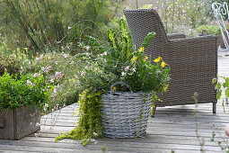 Korb bepflanzt mit Kapkörbchen Summersmile 'Yellow', Prachtkerze 'Karalee White', Pfennigkraut und Mangold