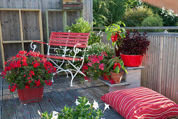 Standing geranium 'Sarita Dark Red' in a red wooden tub, point flower Hippo 'Red', paprika, hanging geranium, bidens bee 'White' and jasmine-blossomed nightshade