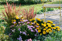 Terrassenbeet mit Strohblumen Granvia 'Gold', Kapkörbchen Summersmile 'Light Pink' und japanisches Rotgras 'Red Baron'