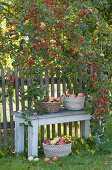 Baskets with freshly picked apples, bench on the garden fence
