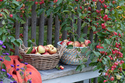 Körbe mit frisch gepflückten Äpfeln auf Bank am Gartenzaun