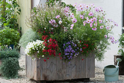 Self-made wooden box with Garden Cosmos, elf mirror, magic bells, bush basil, silver wormwood Makana 'Silver' and blue daisies