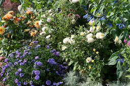 Autumn bed with Chrysanthemum 'White Bouquet', Aster 'Sapphire', Dahlia and Ornamental Sage Rockin