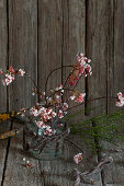 Branches of Bodnant viburnum in glass vase against rustic wooden wall