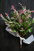 Sträußchen der Harlekinweide mit rosa panaschierten Blättern