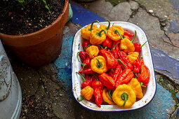 Pepper and chilli variety