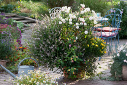 Large tub with a basil shrub, chrysanthemum 'White Fog Rose', convertible rose and Cape marguerite, seating area