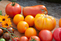 Variety of tomatoes: yellow round tomato, yellow beefsteak tomato, red round tomato, cocktail tomato 'Black Zebra' and bottle tomato