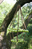 Chandelier of apples and gooseberries hung in tree
