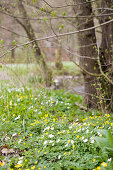 Wood anemones and lesser celandines in spring woodland