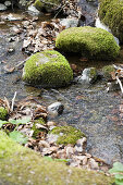 Mossy stones in stream