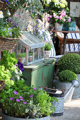 Terrasse mit Kräutern, Stauden und Buchs-Kugeln in Gefäßen