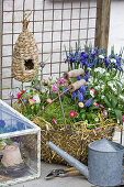Spring arrangement of bellis, grape hyacinths, white forget-me-nots and straw in basket in front of reticulated iris