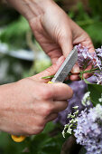 Trimming the end of a lilac stem