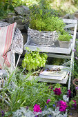 Herbs on plant stand: basil, thyme and sage