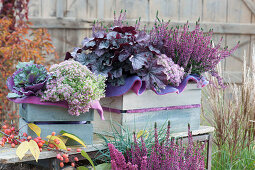 Budding heather, coral bell 'Season's King', stonecrop 'Pure Joy', and ornamental kale in wooden boxes with felt