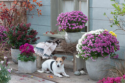 Autumn terrace with chrysanthemums, cyclamen and skimmia in grey planters, dog Zula lying in front of wooden bench
