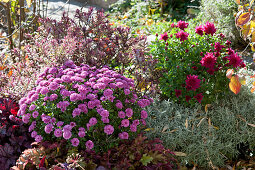 Autumn bed with chrysanthemum, coral bells, hebe Magic colors 'Heartbreaker' and Santolina