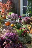 Autumn bed with chrysanthemum, purple bells, shrub veronica Magicolors 'Heartbreaker' and holy herb