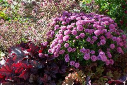 Autumn flower bed with chrysanthemum, purple bells, and shrubby veronica 'Heartbreaker'