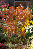 Autumn bed with hydrangea and chrysanthemums