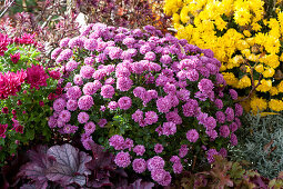 Autumn flower bed with chrysanthemums and purple bells