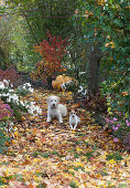 Colorful autumn leaves on a shady path between perennials, bushes, and trees, dogs Hera and Zula