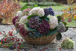 Freshly cut hydrangea flowers in a basket, twigs with rose hips and sloes
