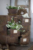 White flowers in a rusty old drawer cabinet