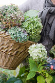 Green hydrangeas are cut and collected in a basket