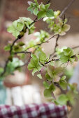 Hydrangea blossoms and pinecones tied to a branch with wire