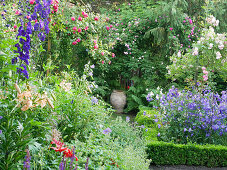 Box hedge, perennials and climbing rose 'Laguna' in rustic rose garden