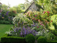 Campanulas and box hedge edging in rose garden