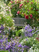 Wooden bench next to picturesque bed of roses ('Laguna', 'Ghislaine de Féligonde') and campanula