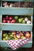 Ernte in Schubladen: Knoblauch, Zwiebeln, Rosenkohl und grüne Äpfelchen