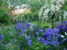 Rose garden with rose tree 'Ghislaine de Féligonde' 'Christine Helene' and bluebells 'Blue Bloomers'