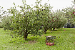 Apple harvest