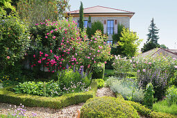 Mediterranean garden with blooming roses and box hedges, path mulched with wood chips