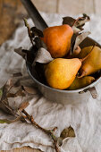 Pears in a metal sieve, with a small branch in the foreground