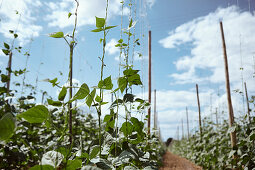 Runner beans in the field