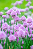 Chive blossoms in the garden