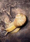 Lebendige Weinbergschnecke auf braunem Untergrund