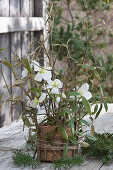 Christmas rose in a basket decorated for winter with snowball Viburnum and fir branches