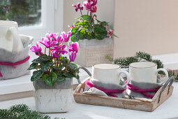Cyclamen and mugs with felt and woolen cord on a wooden tray