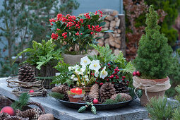 Forest arrangement with skimmia 'Temptation', white spruce, Christmas rose, snowberry, fern, pinecones, candle, and Christmas tree decorations