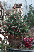 Geschmückte Stechfichte als Weihnachtsbaum auf der Terrasse