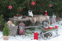 Bench with fur as a seat in front of spruce with red stars, tray with cups on sled, basket with firewood, lanterns, cookie jar with cinnamon stars, thermos, cats