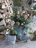 Pink-blooming snow roses HGC 'Maestro' with fir branches and Christmas tree decorations